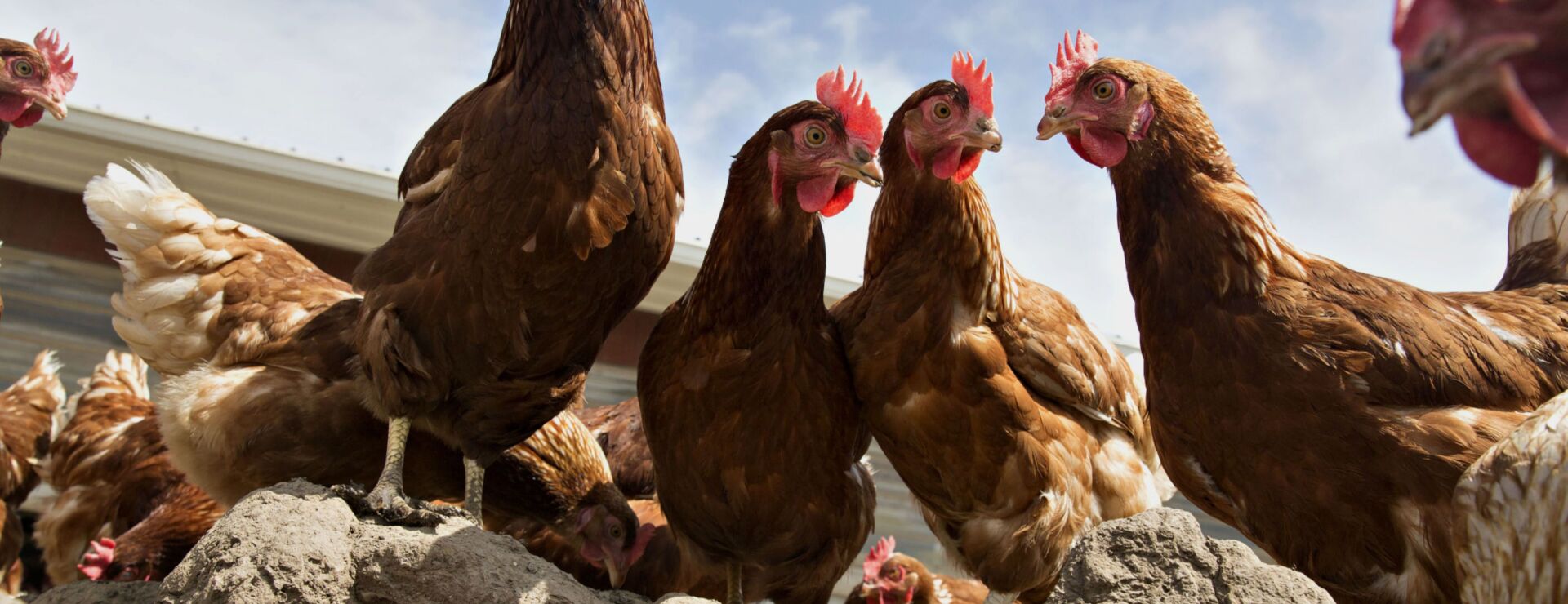Chicken Industry Execs Face DOJ’s Third Trial Over PriceFixing (Correct)